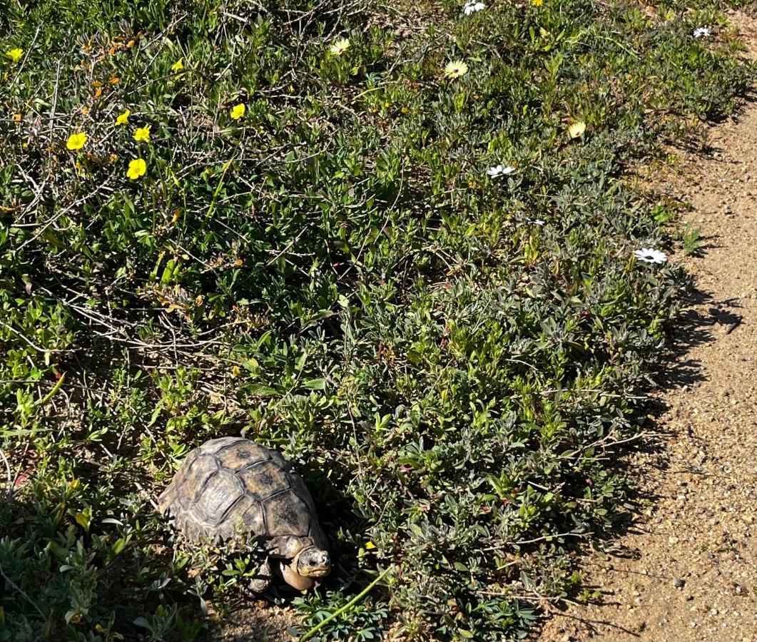 Clam Lagoon Langebaan Εξωτερικό φωτογραφία
