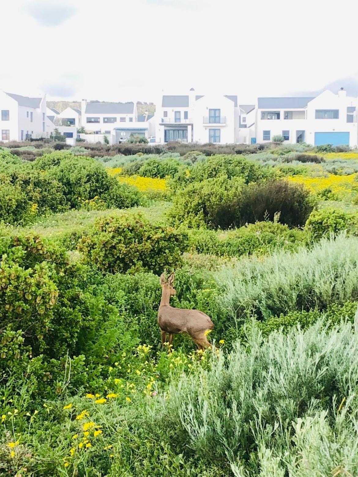 Clam Lagoon Langebaan Εξωτερικό φωτογραφία